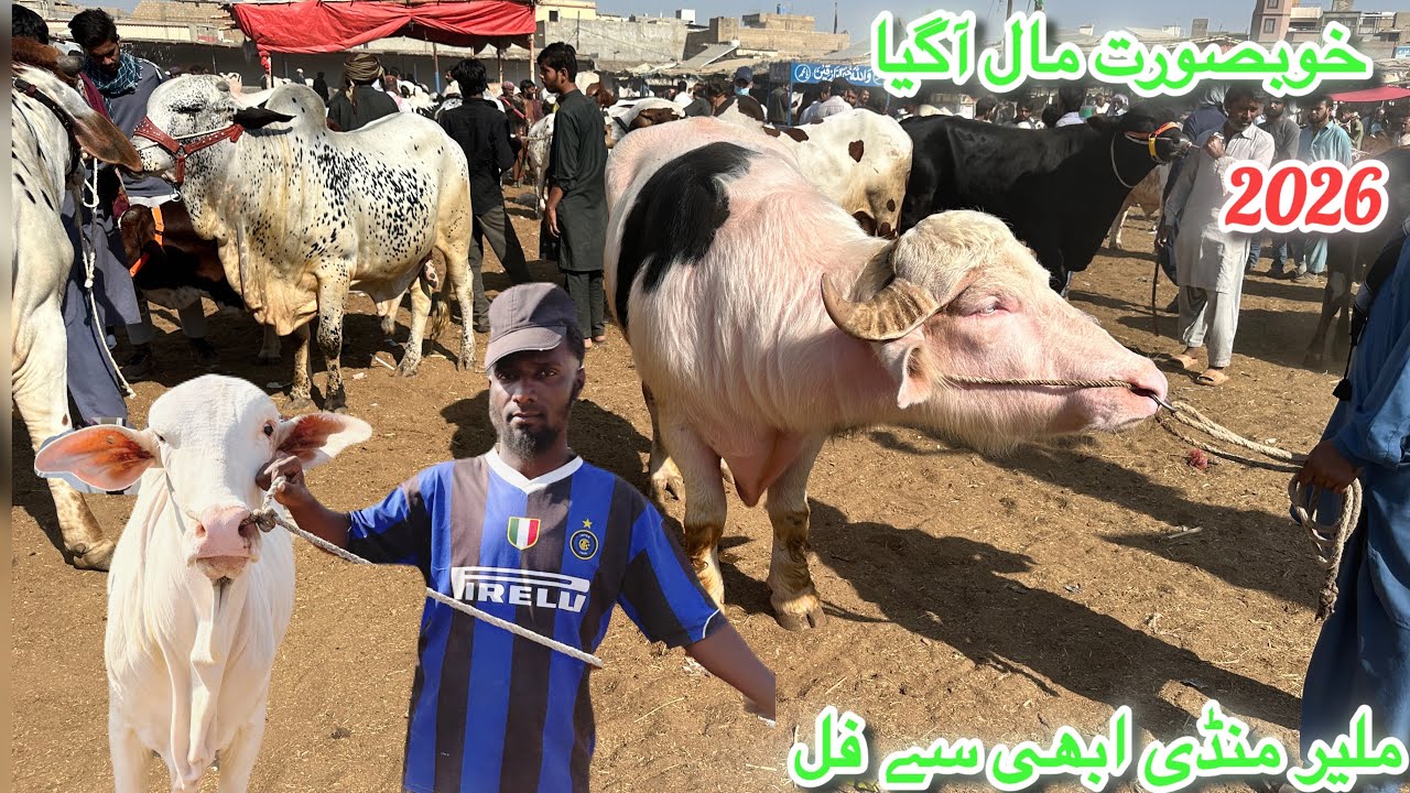 Karachi Cow Mandi Latest Rates Update 09 December 2025 || Malir Mandi || Qurbani Season 26 
