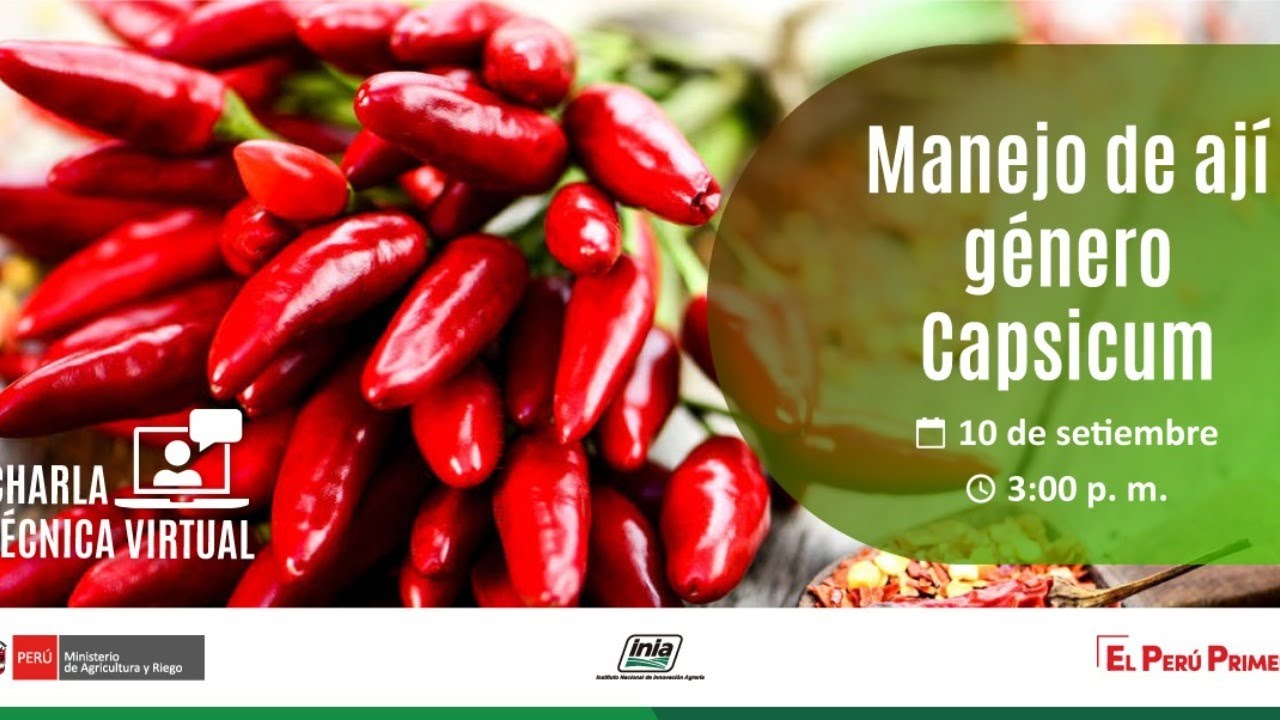 Manejo de ají género Capsicum