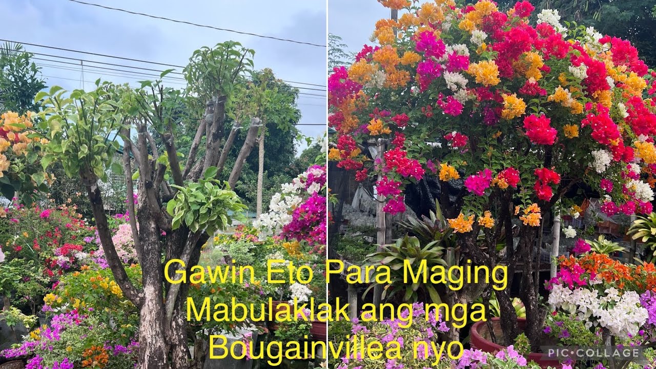 Gawin Eto Para Maging Mabulaklak ang mga Bougainvillea nyo