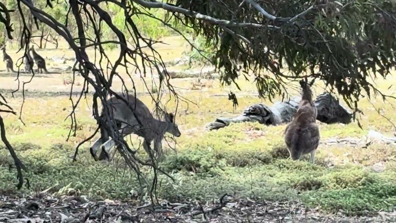 Buck and lady Roo#exotic#Australia 