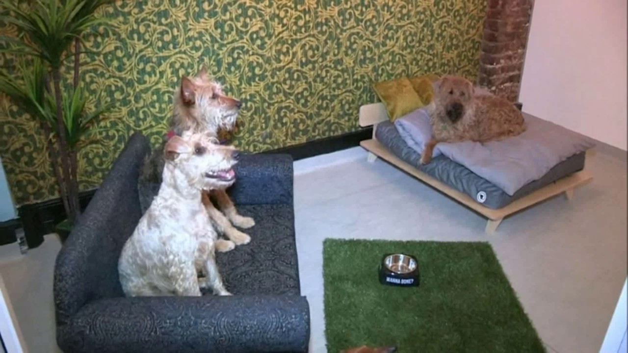 #QuestioniBestiali: le pensioni per cani e la rsponsabilità