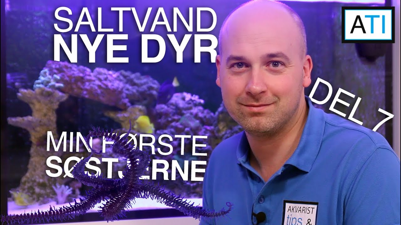Saltvand 330L - Nye fisk, koraller og en søstjerne (del 7)