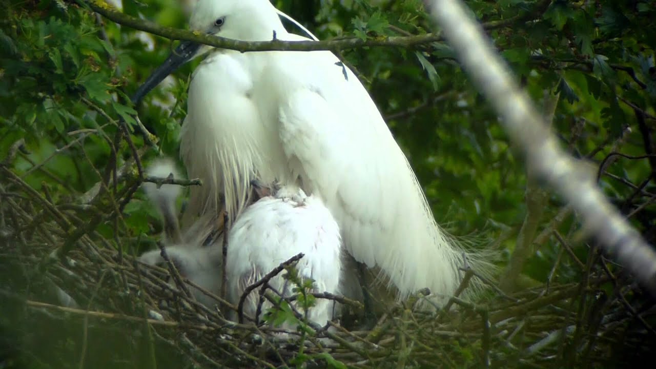 Aigrette garzette concours swarovski digiscoper of the year 2013