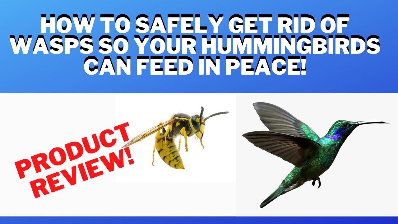 How to safely get rid of & kill yellow jackets and wasps so hummingbirds can feed and eat in peace!