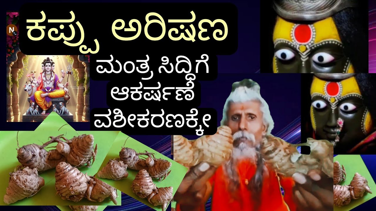 Kappu arishana black tormoroc kayi gida beru u  ayurvedic medicine fruit Yanthra thanthra manthra Si