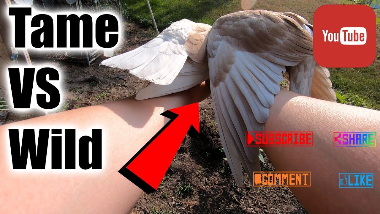 Tame Vs Wild (Birmingham Roller Pigeons)
