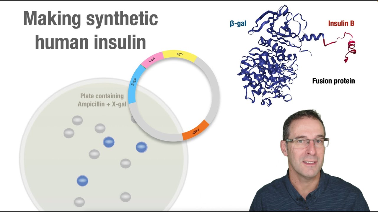 Making synthetic human insulin