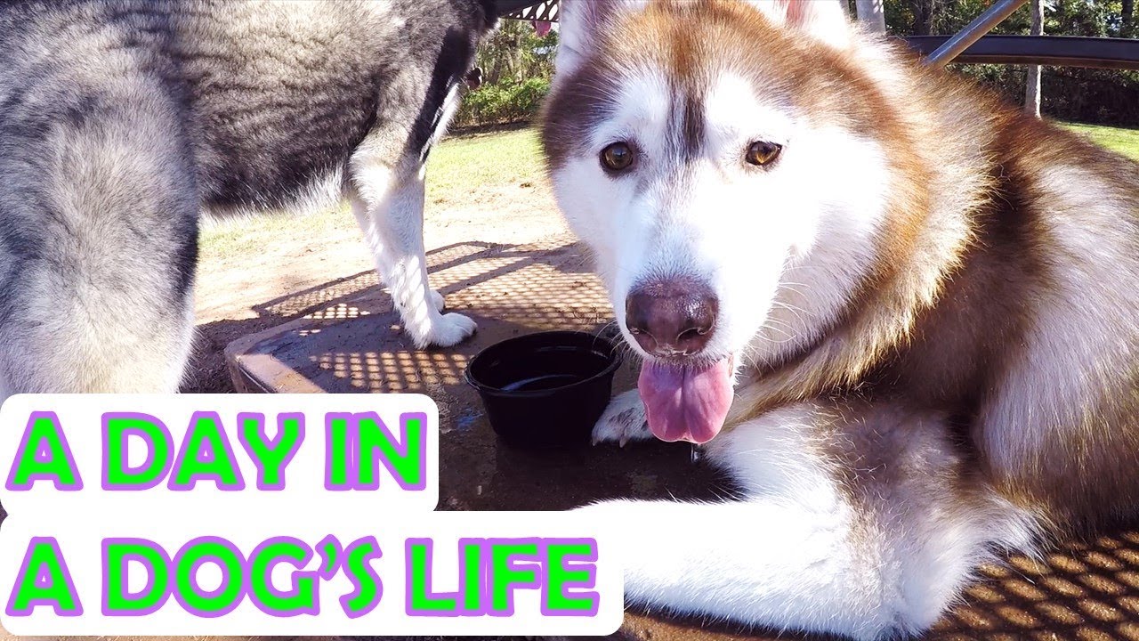 A Day in the Life of a Husky | Phoenix's Vlog