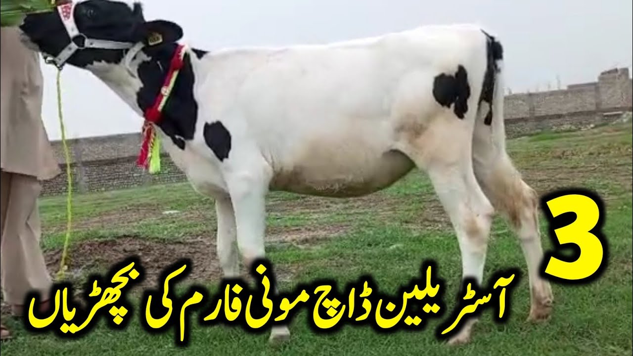 3 Australian Dutch Bachrian For Sale Location Zafar Dairy Farm