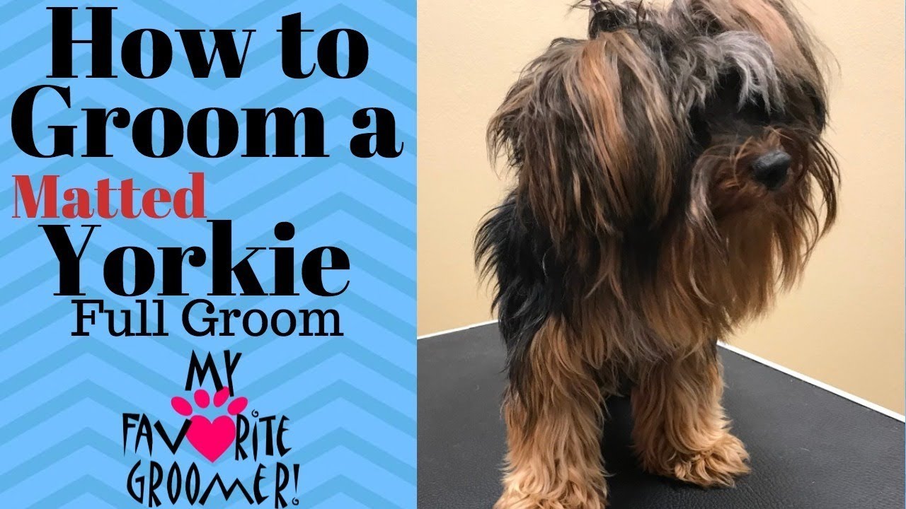 Grooming a Matted Yorkie