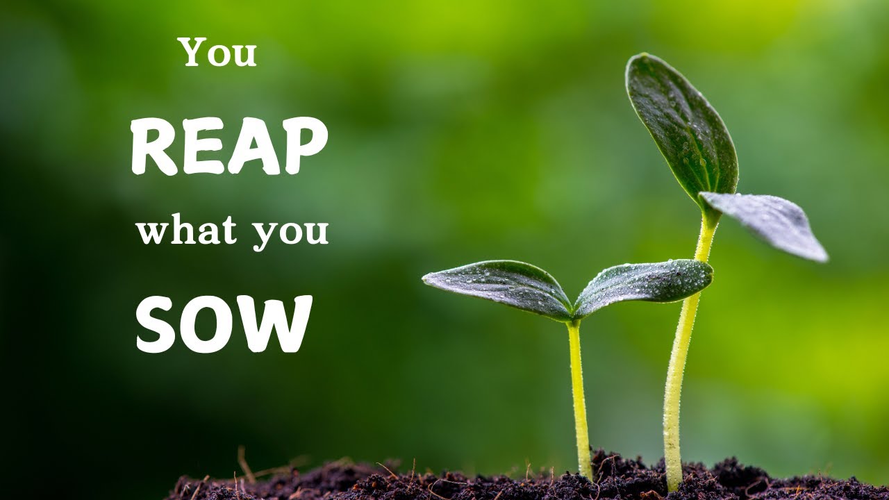 You reap what you sow 🎧 | Learn English podcast | Better version | Beginner