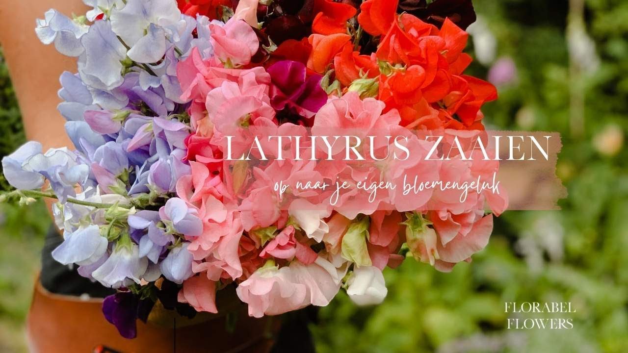 Lathyrus Zaaien | Plukbloemen zaaien | Flower Happiness