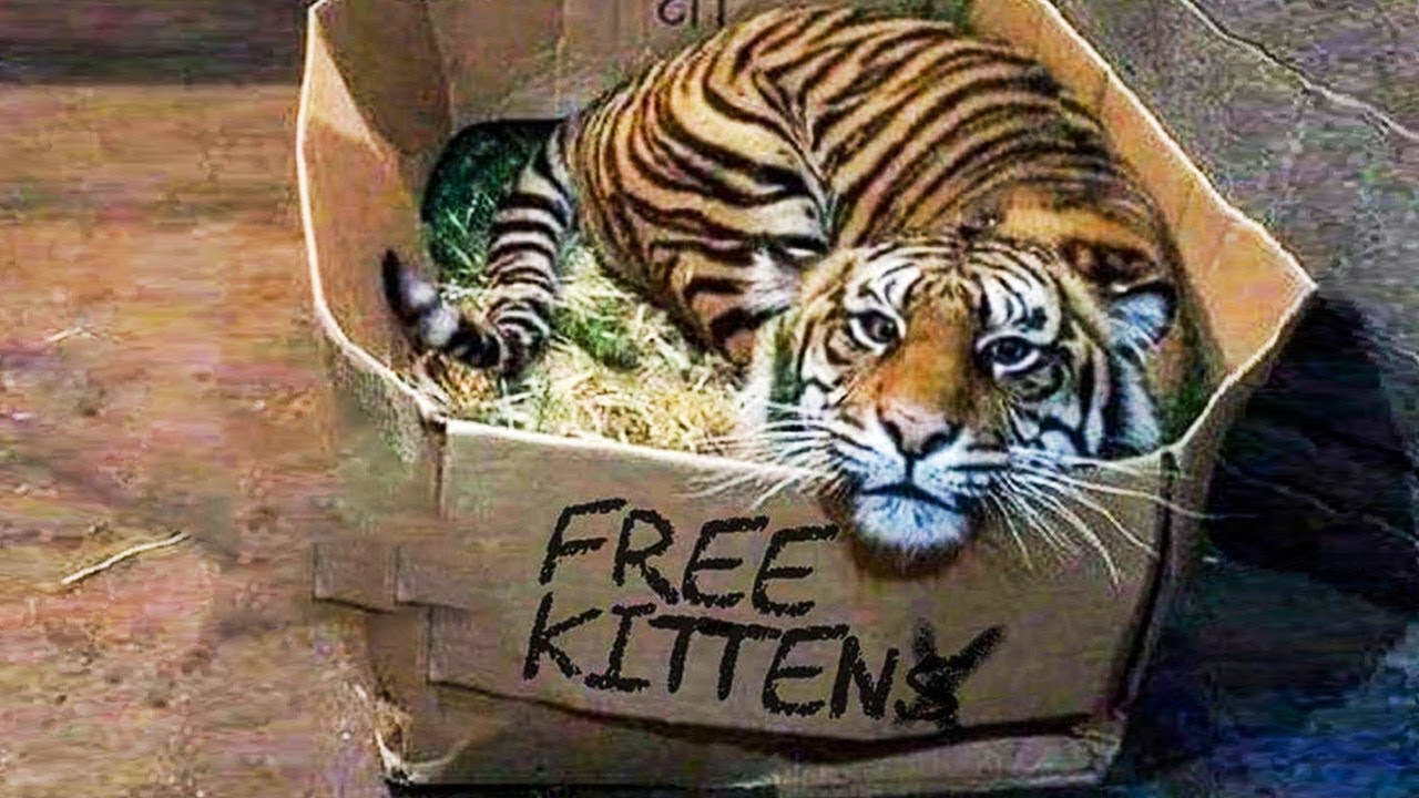 10 Awesome and Unusual Pets 🙀
