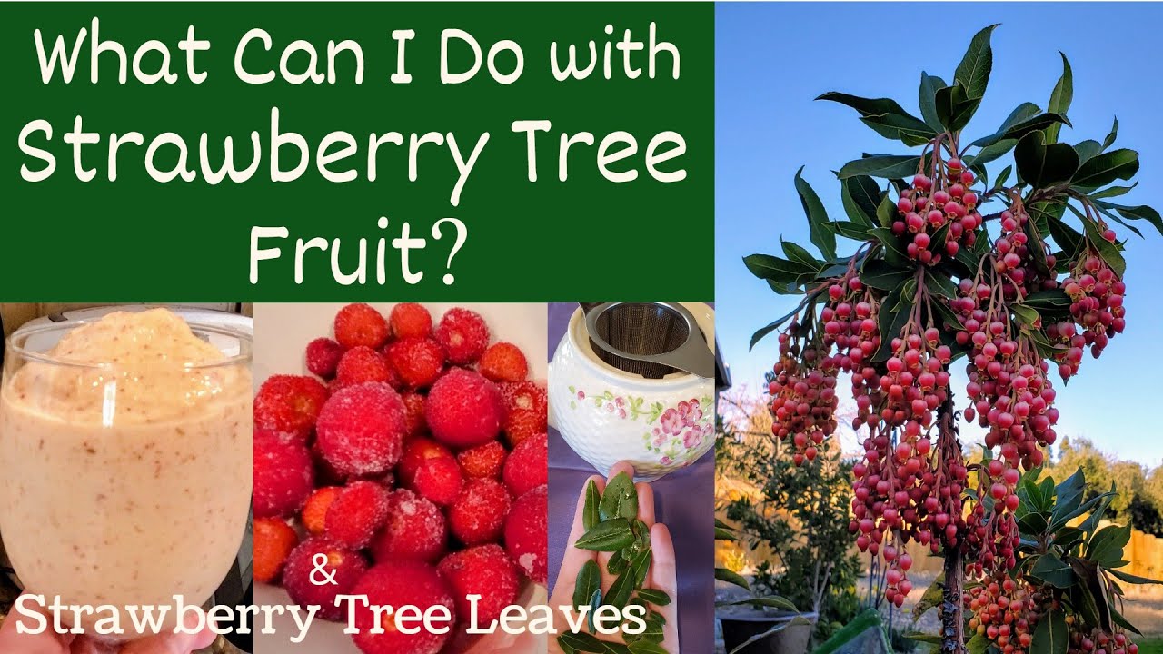 What Can I Do with Strawberry Tree Fruit? - SMOOTHIES! Strawberry Tree Leaf TEA!