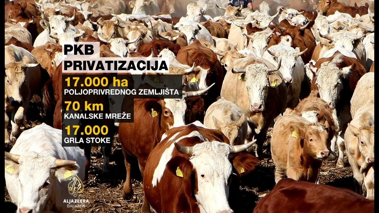 Jedna ponuda za kupovinu PKB-a