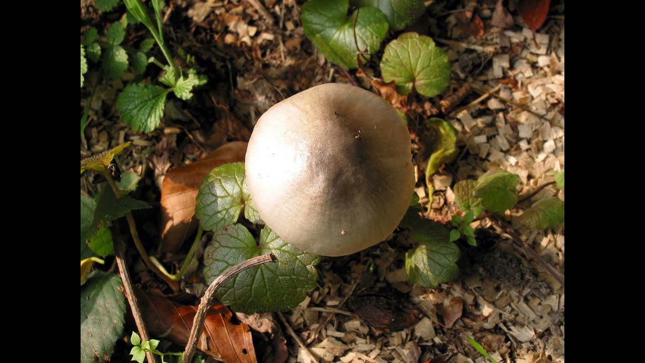 Volvariella gloiocephala