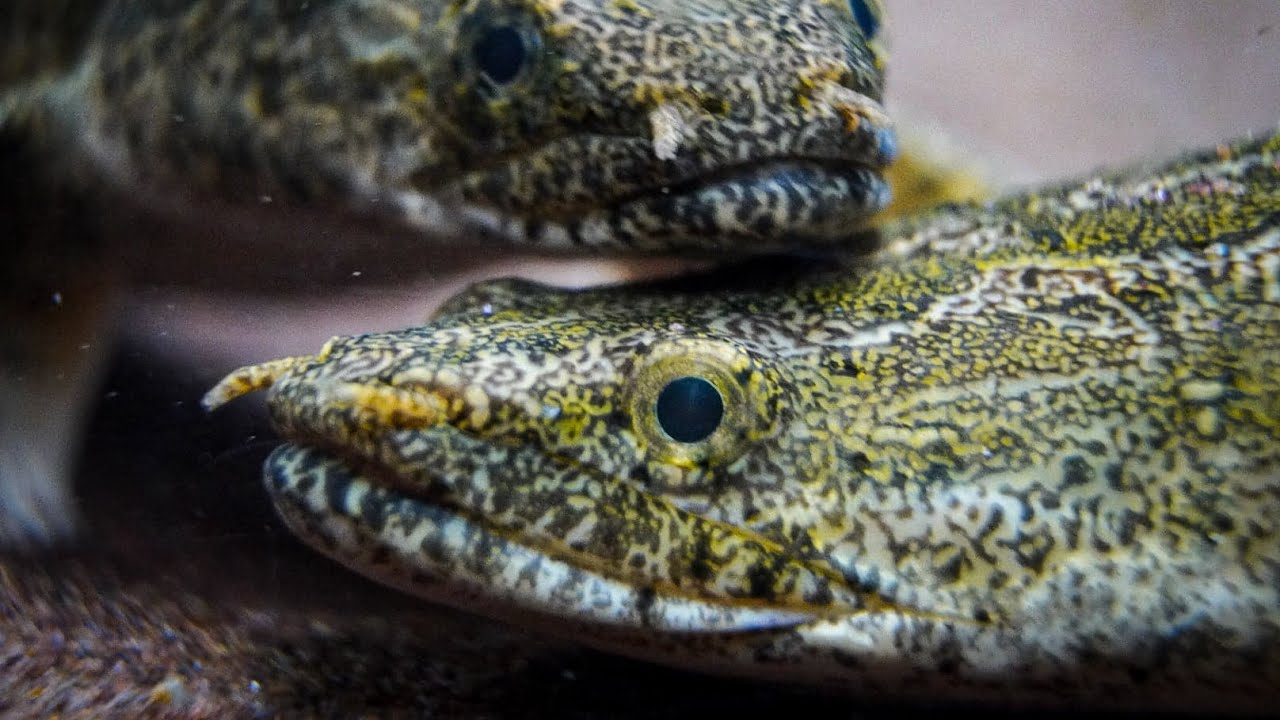 5 Tips for Keeping Polypterus / Bichirs!