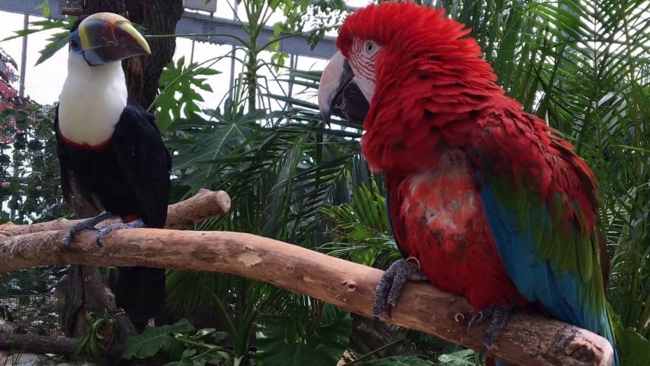 一触即発？！オオハシとオウム　An explosive situation!? Toucan and Parrot