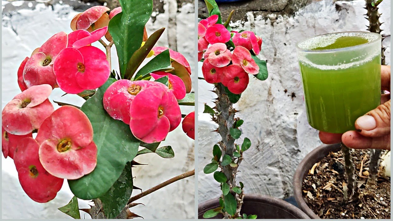 Echa esto a tus plantas de corona de cristo  RÁPIDO MAS esquejes y flores #jardinfeliz #ichigopan