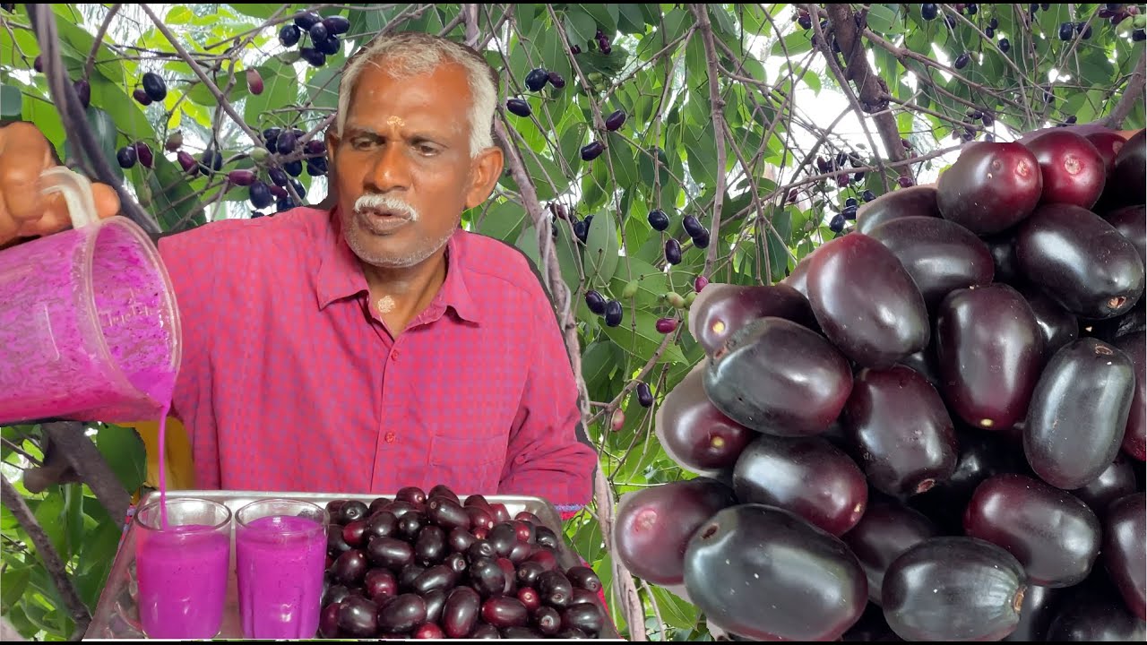 சர்க்கரை நோய் | இதய நோய் பாதிப்பு குணப்படுத்தும் நாவல் பழம் | Navapalam benefits in tamil நாகப்பழம்
