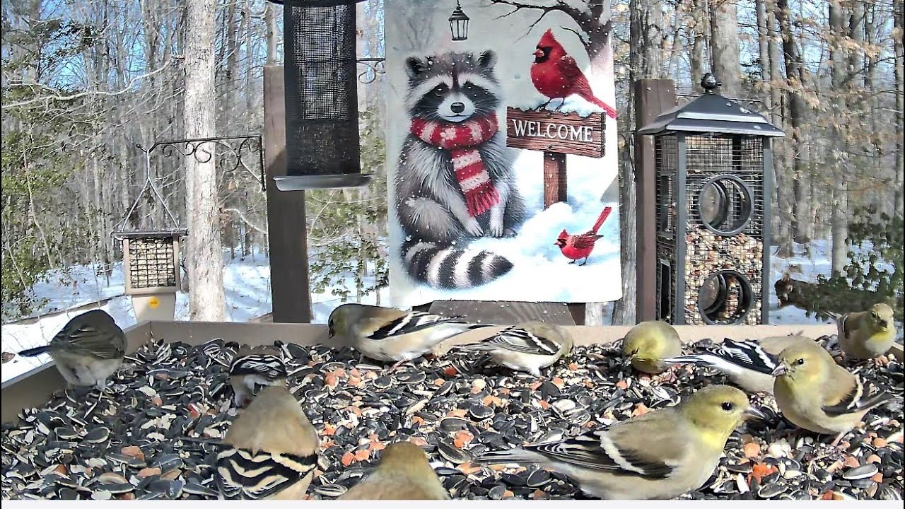 Streaming LIVE ** Birds on the Bluff Main Feeding Platform Camera ** 2/3/2026