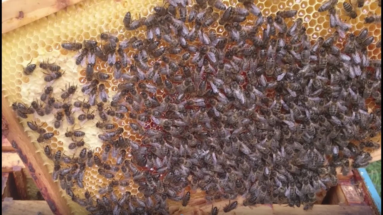 Reine Dunkle Bienen - Apis mellifera mellifera