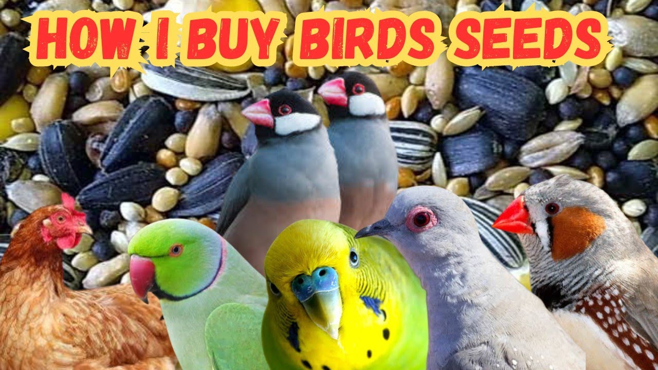Where, What And How I Buy Bird Seeds | Khubaib Pets