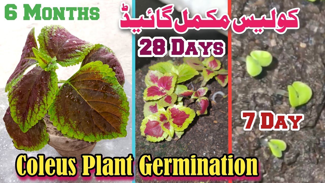 How to grow coleus from seeds | How to propagate coleus | How to grow coleus plant from seeds