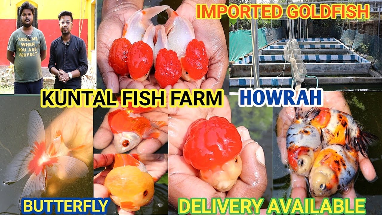 KUNTAL BHAI KE IMPORTED GOLDFISH  COLLECTION | RUIKIN RANCHU KALIKO  REDCAP SANTA CAUSE SWORDTAIL