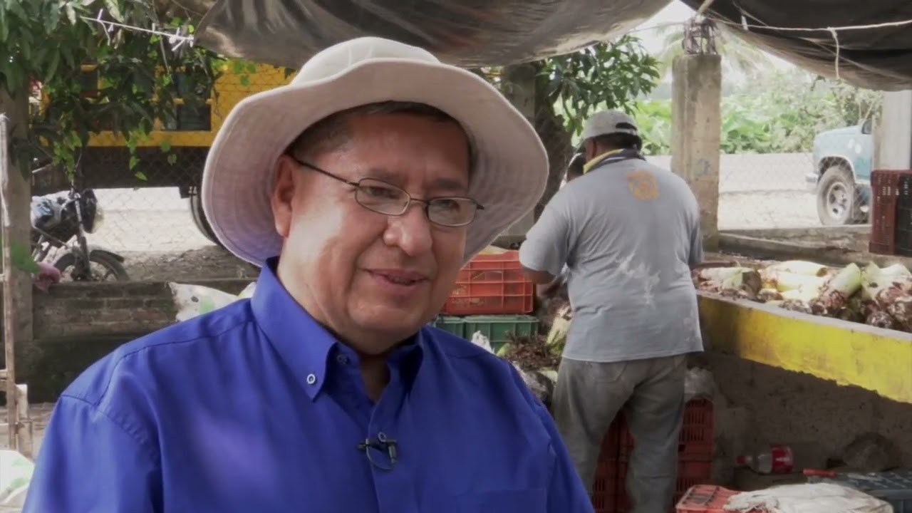 Cosecha y Empaque de Malanga