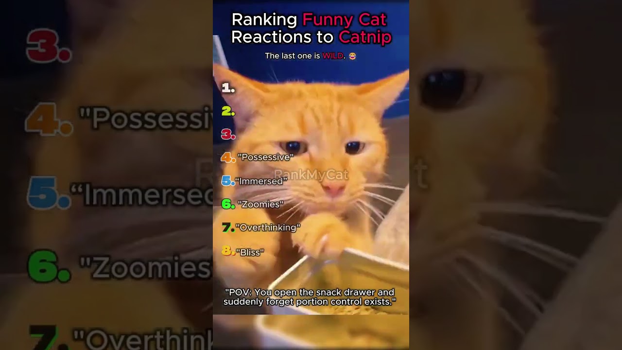 Рейтинг самых смешных реакций котов на кошачью мяту #кот #мята #сборниккотов