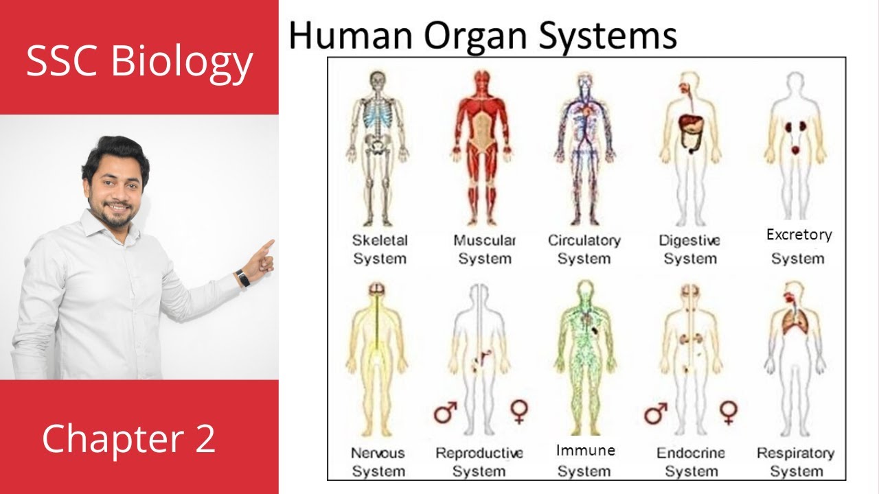 Organ and  System  | Cells and Tissues | SSC Biology  | English Version | Fahad's Tutorial