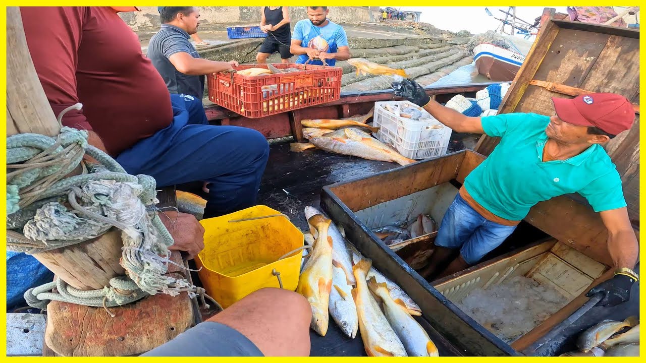 Choveu de peixes no barco na pescaria em alto mar de madrugada!