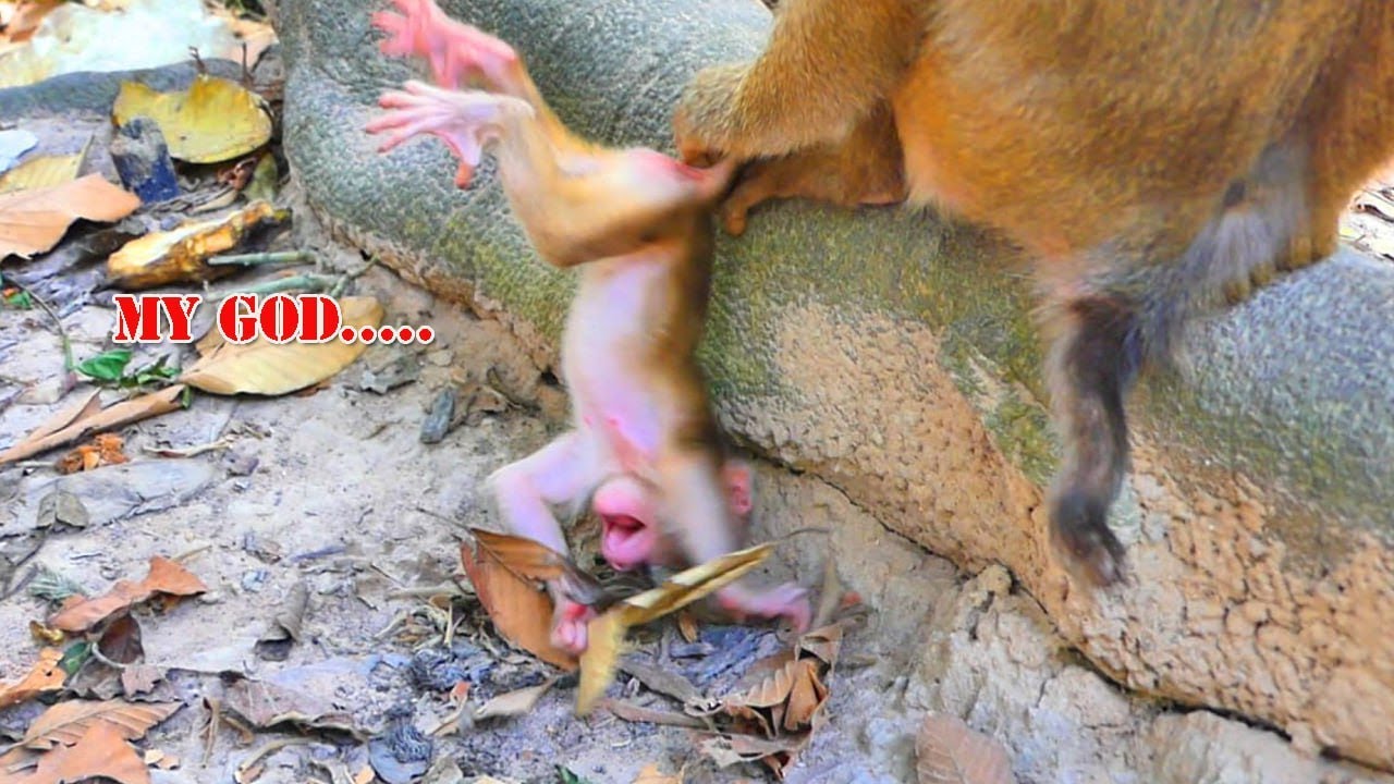 Ho my god adorable newborn babies monkey got deep weaning / baby so poorest
