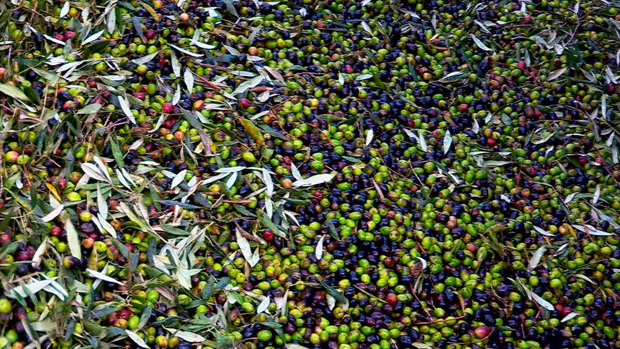 ACEITE DE OLIVA