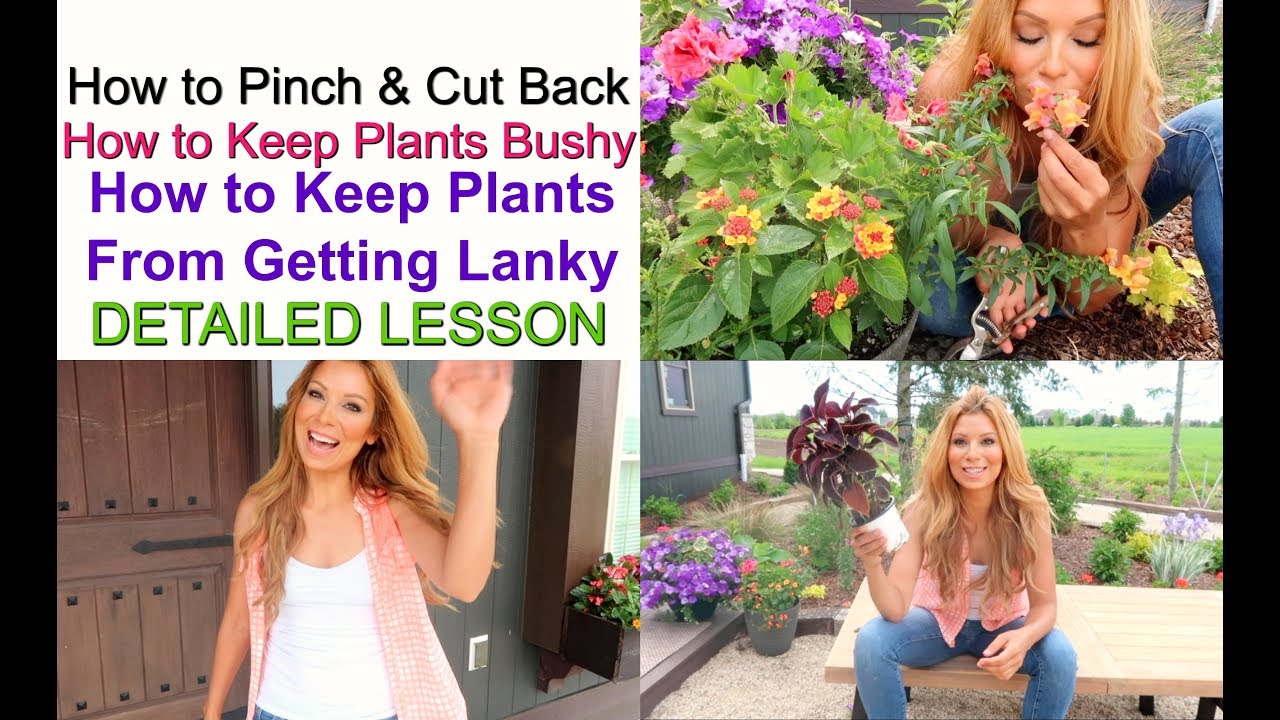 How to Pinch & Cut Back | How to Keep Plants Bushy | How to Keep Plants from Getting Lanky