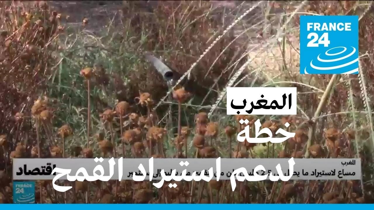 خطة حكومية مغربية لدعم استيراد القمح • فرانس 24 / FRANCE 24