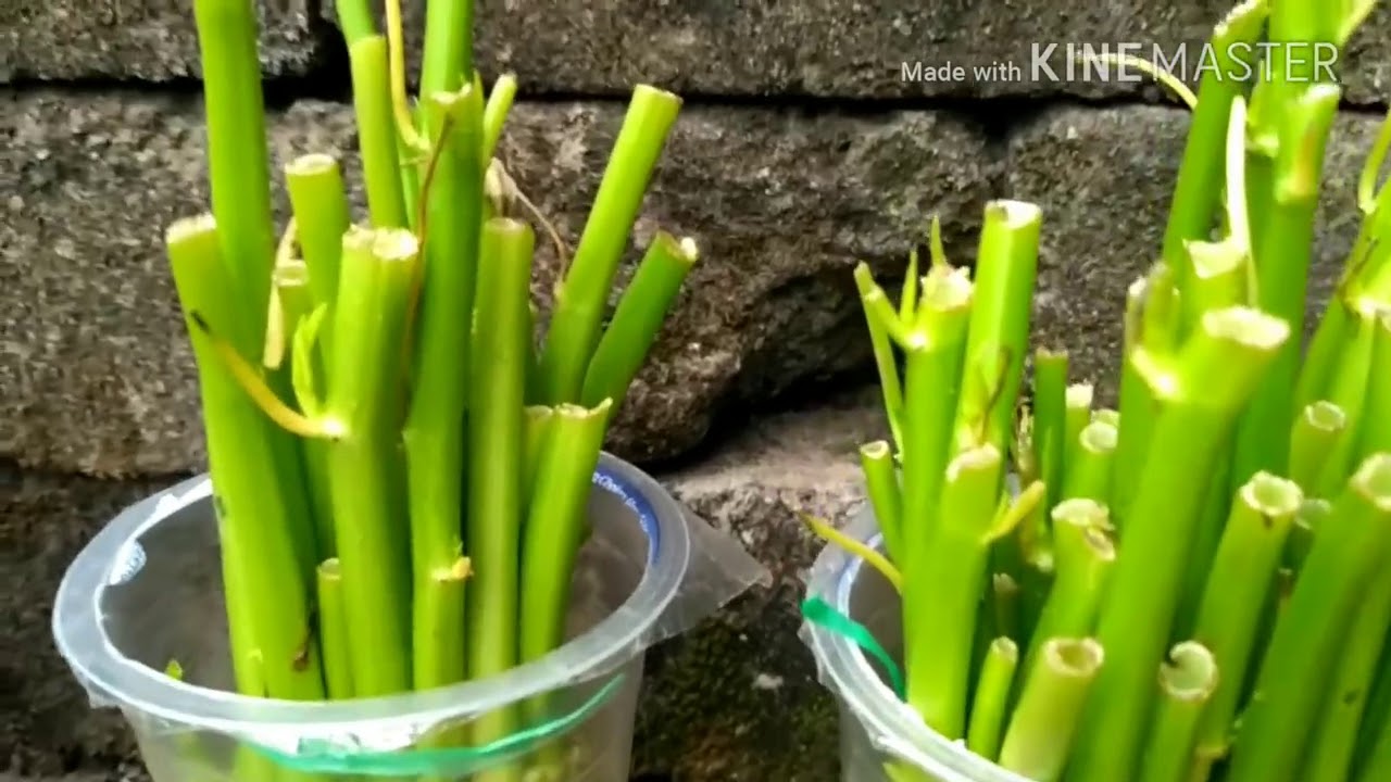 Cara menanam kangkung dari dapur yang disisakan akarnya saja