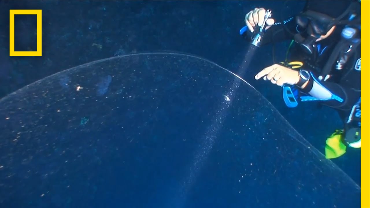 Giant Ball of Squid Mucus Discovered by Divers | National Geographic