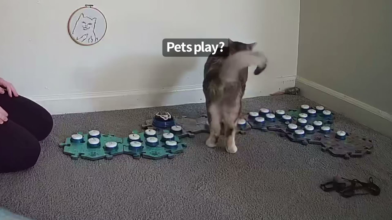 Pets Now, Play Later