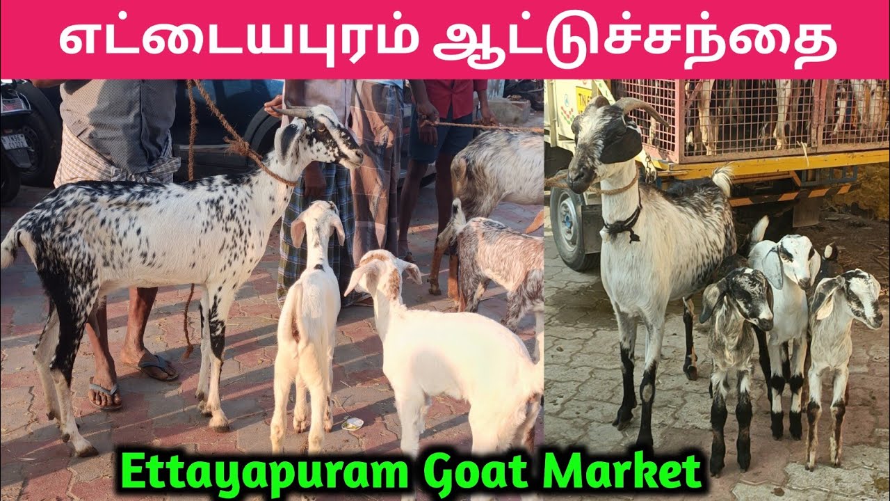 எட்டையபுரம் ஆட்டுச்சந்தை | Ettayapuram Goat Market | kalnadaitholan | கொடி ஆடு | கண்ணி ஆடு