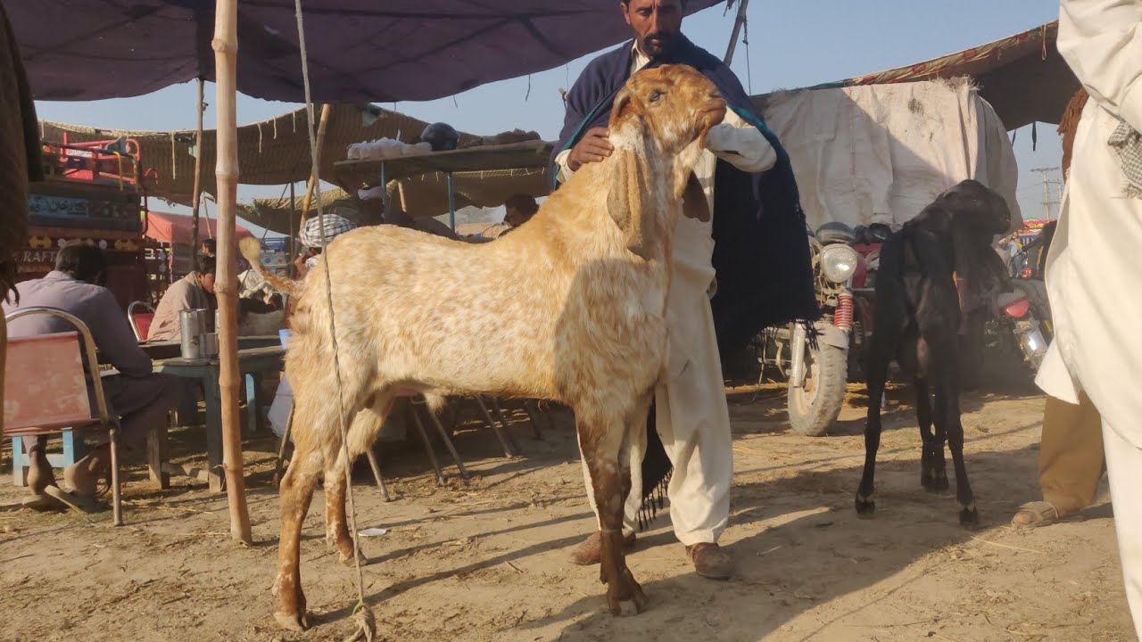 Wednesday update lodan mandi hasilpur makhhi channy bakray,dasi bakria khassi bakray qubrani 2026