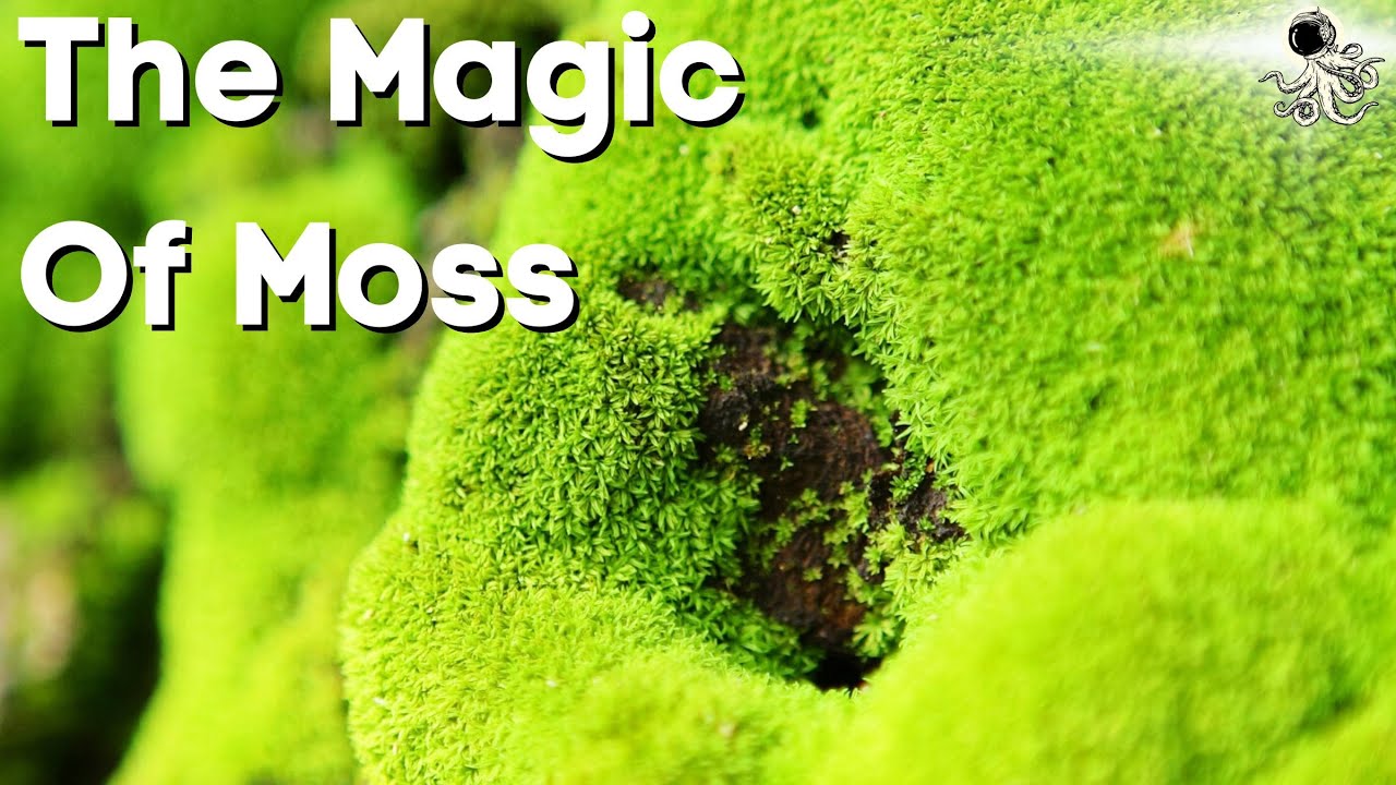 Grow MOSS Like A Pro: Identify, Collect and Propagate Mosses