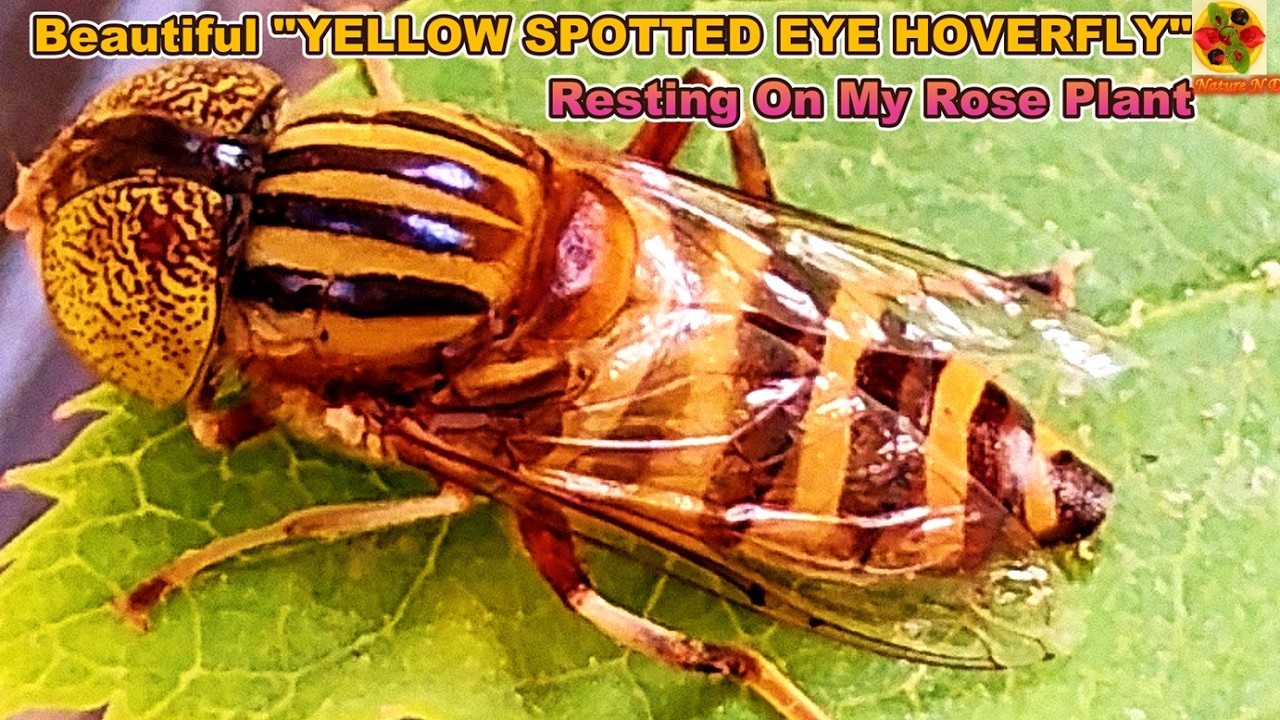 Beautiful HOVERFLY. FLOWERFLY. Yellow Spotted Eye Hoverfly In My Garden. Syrphid. Bandeyed Drone Fly