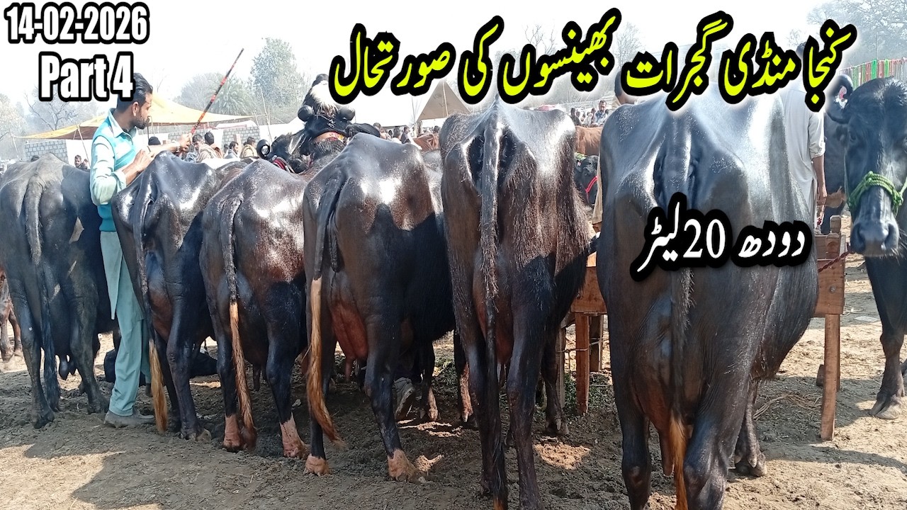 Kunjah Maveshi Mandi Gujrat Bhenson ki Qeematen Aaj Gujrat Mandi Main