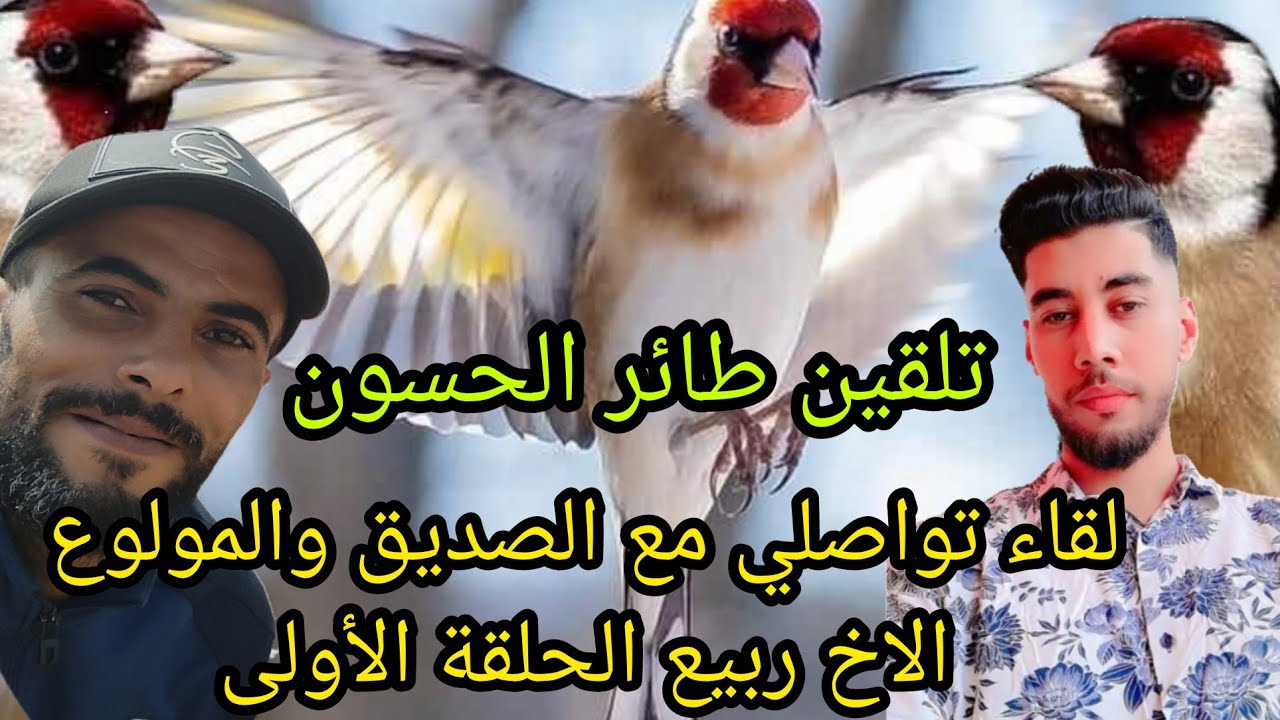 تلقين طائر الحسون مع الصديق و المولوع ربيع  الجزء 1  نقاش حول طريقة التلقين