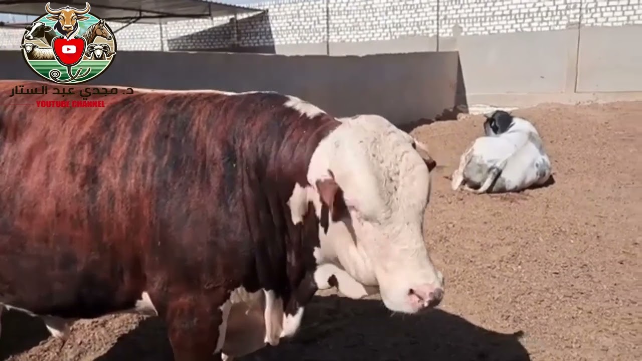 دورة تسمين العجول – عيد الأضحى المبارك 2026 | الحلقة التاسعه