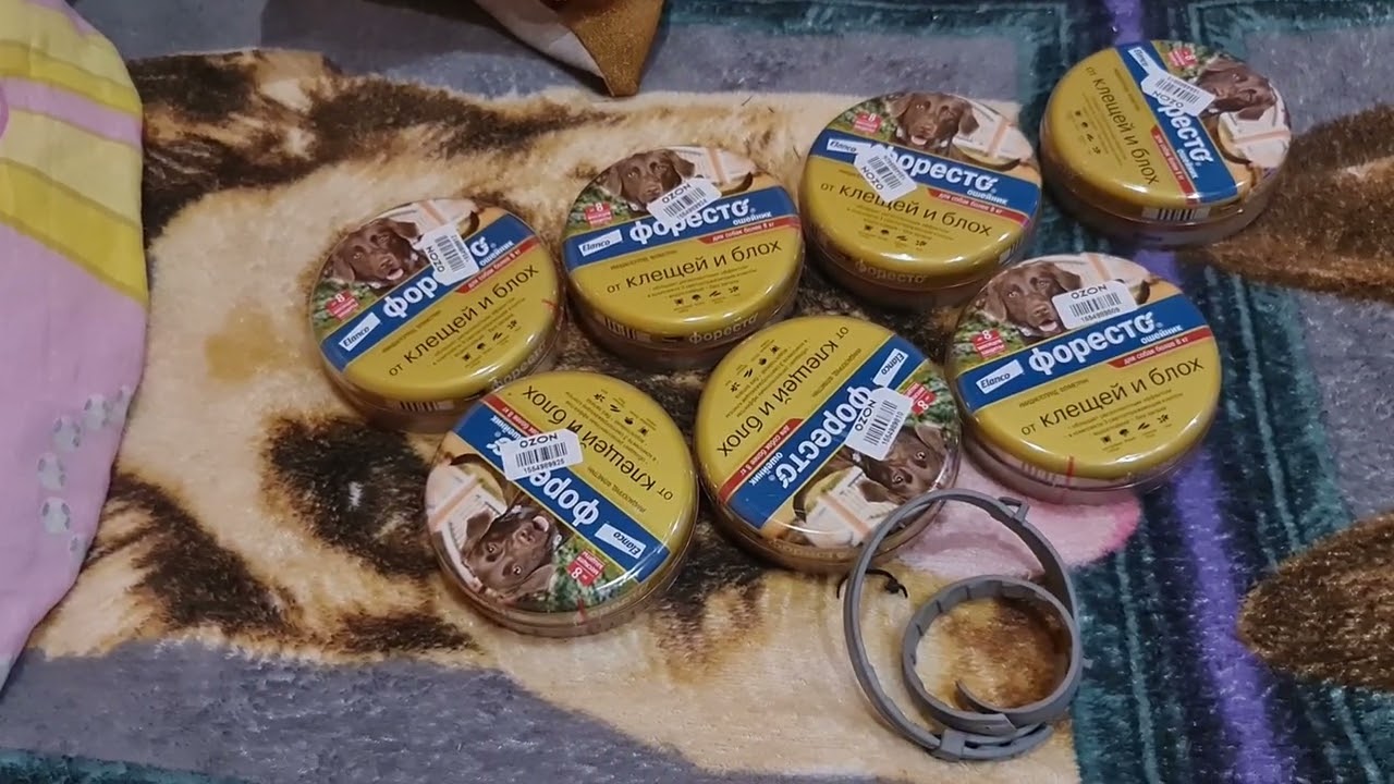 От блох и клещей у нас ТОЛЬКО ошейник форесто,   питомник чихуахуа и той-пудель Кастропуло Крым