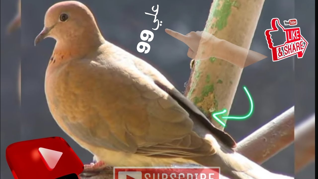 صيد الدلم 🕊