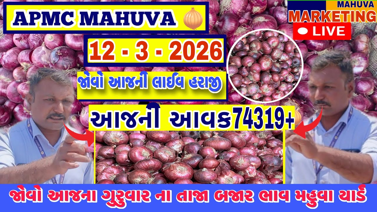 જોવો આજની લાલ ડુંગળી ની લાઈવ હરાજી | APMC MAHUVA | આજની આવક 74319+ થેલા આખી | 